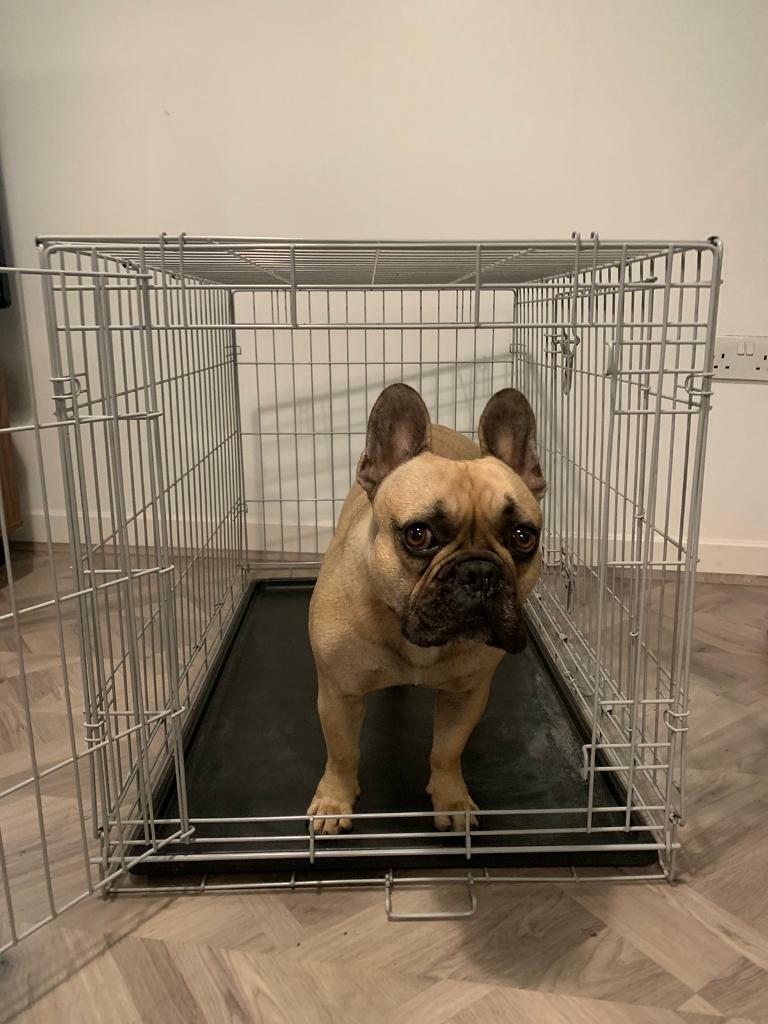 medium folding dog crate